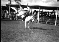 [Unidentified Cowboy riding bronc]