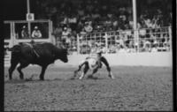 Unidentified Rodeo clowns Bull fighting