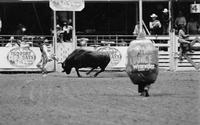 Rodeo clown Rex Dunn Bull fighting