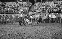 Jim Conkey Steer wrestling