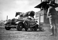 [Possibly Ranger the Horse jumping over auto containing male & female passengers as Hafley looks on]
