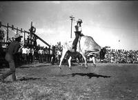 [Unidentified cowboy riding bull]