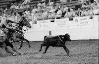 Robt. Akins Calf roping