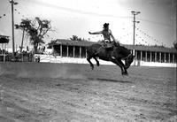 [Ken Roberts riding Saddle Bronc "Payday" his right arm stiff behind him]