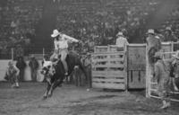 Unidentified rider on Bull #3X