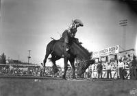 [Unidentified Cowboy riding bronc in front of chutes with sign "Pony Express Rodeo"]