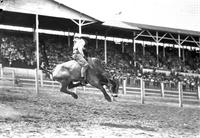 Wild Steer Riding Midland Empire Fair & Rodeo