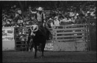 Mike Bandy on Bull #33
