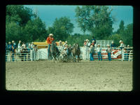 Unidentified Steer wrestler