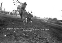 Dale Adams Riding Wild Steer Okla. State Fair