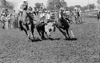 Tommy Combs Steer wrestling