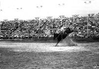 [Unidentified Cowboy riding Saddle Bronc whose rear legs are kicked up and out]