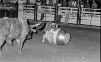 Rodeo clown Rick Chatman Bull fighting