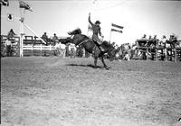 [Possibly Ernie Barnett riding saddle bronc in front of four-chute structure]