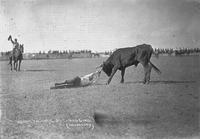 Kenneth Hays Bulldogging, Cheyenne, Wyo.