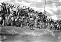 [Unidentified Cowboy riding Saddle Bronc just out of Chute #2 with spectators & cowboys behind him]