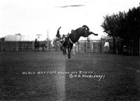 Black Bottom Doing His Stuff at Canadian Rodeo