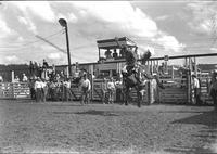 [Unidentified Cowboy riding a twisting bronc in front of a five chute structure]