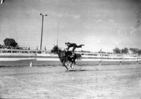 [Unidentified Cowgirl doing Sprinter's Crouch Stand from a short stirrup on rear side of horse]