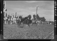 Darrell Mesplie off Tojo