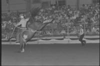 Dixon Hamilton on Pinto Pete