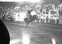Marie Gibson on "St. Patrick" Chicago Rodeo