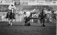 Brad Mattox Steer wrestling