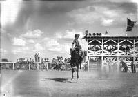 [Unidentified Cowboy riding bronc with chutes behind and to the right]