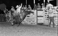 Matt Crawford on Bull #1+
