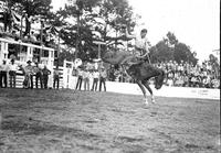 [Unidentified Cowboy riding bronc]