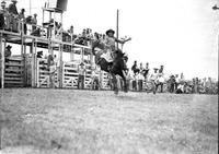 [Sylvester Roan riding and staying with his airborne bronc "Joe Louis" in front of chutes]