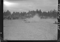 Frank Bubernick Steer Wrestling