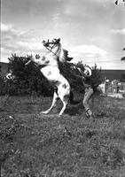 [Possibly Earl Strauss performing with rearing horse]