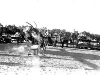 Clyde White Thrown from Wild Brahma Steer, Rocky Ford, Colo.