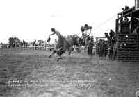 Albert McEwen riding Wild Brahma Bull Livingston Round-Up