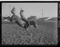 Casey Tibbs on Rollin Hills