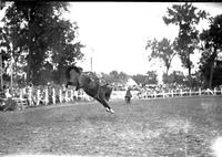 [Unidentified Cowboy, head barely visible behind bronc's rear, is headed for the dirt feet first]