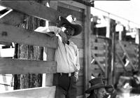 [Unidentified Cowboy with cigar stub in mouth leaning on chute gate]