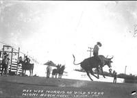 Pee Wee Morris on Wild Steer, Miami Beach Rodeo