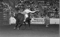 Randy Magers on Bull #8