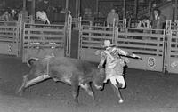 Unidentified Rodeo clowns Bull fighting