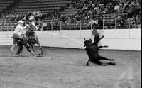 Clark Brown Calf roping