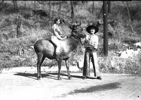 [Cowgirl atop elk steadied by Shorty Sutton]