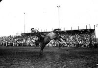 [Unidentified Cowboy leaving up & over neck of Saddle Bronc, his rear legs kicking up & out]