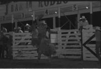 Dan Davis on Bull #2M