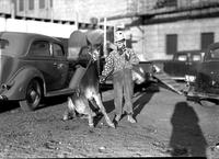 [Unidentified rodeo clown posed amidst automobiles with sitting mule]