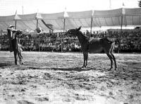 [Jack-Spike and another "Jack": clown, midget and mule]