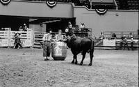 Unidentified Rodeo clowns Bull fighting