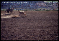 Glen Nutter Steer roping