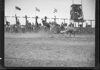 Homer Holcomb Clowning Behind a Steer